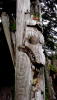 Haida Mortuary Pole 