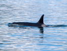 Orca ~ Photo Credit: R.Jones