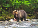 Grizzly Bear Eating Salmon (photo credit: Eloise Rowland)