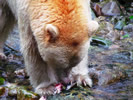 Spirit Bear Eating Salmon (photo credit: Eloise Rowland)
