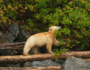 Young female Spirit bear looking for wild crabapples