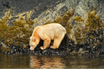 Spirit Bear eating mussels 1/2 mile from oil super tanker route