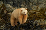 Female Spirit bear seen on cover of National Geographic