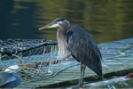 Great Blue Heron on dock in Klemtu