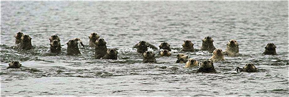 Sea Otters Rafted, photo credit: K. Hansen