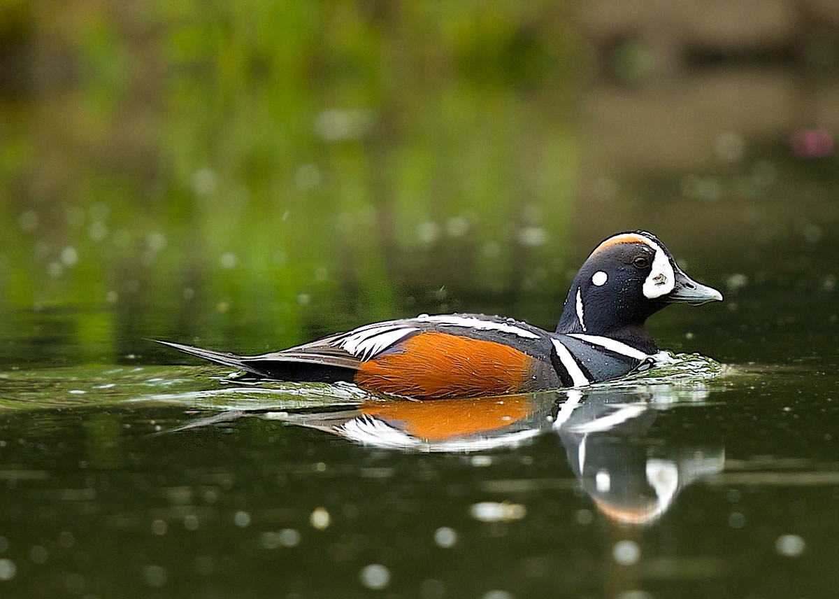 Harlequin Duck in breeding plumage