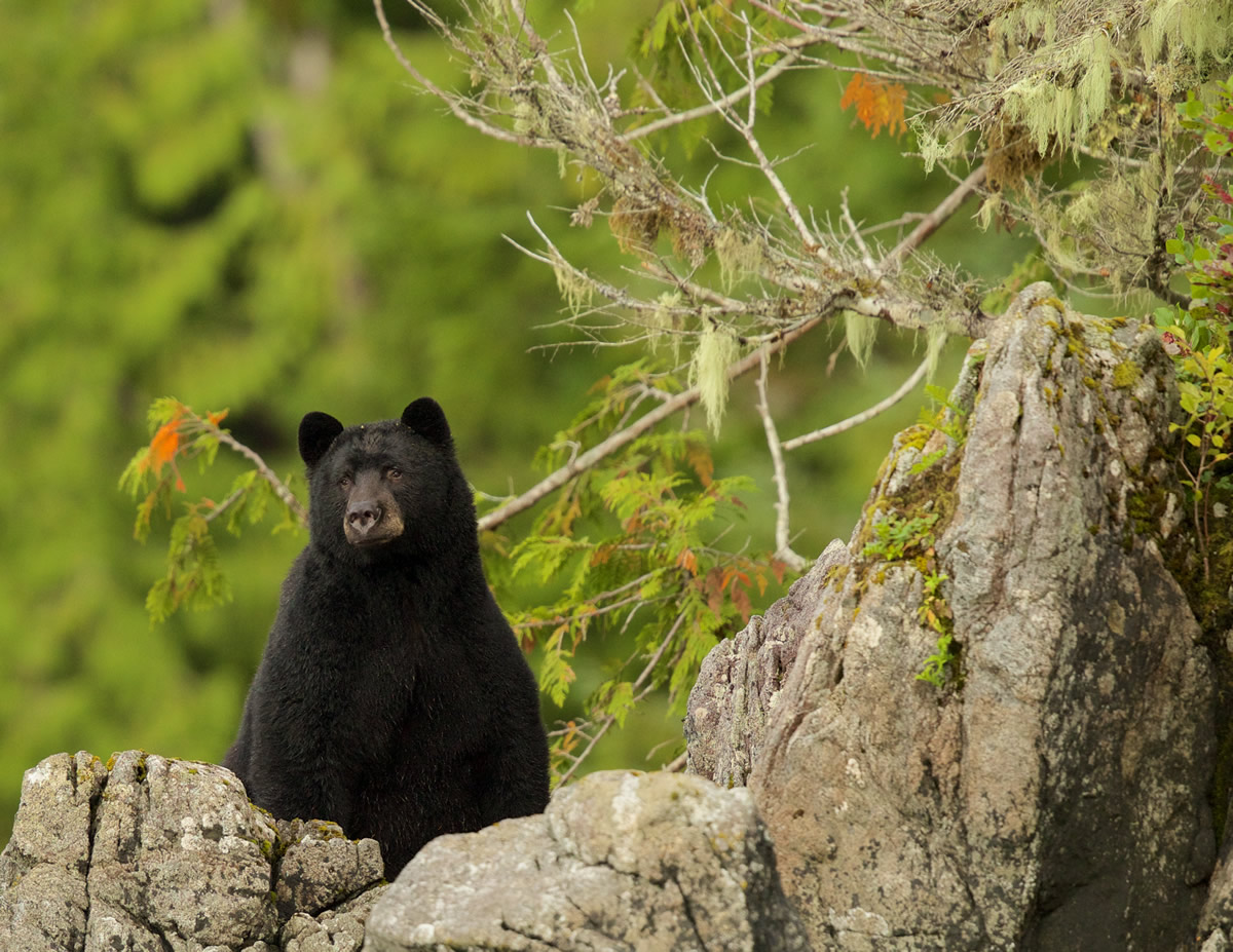 Black Bear watching over river for salmon