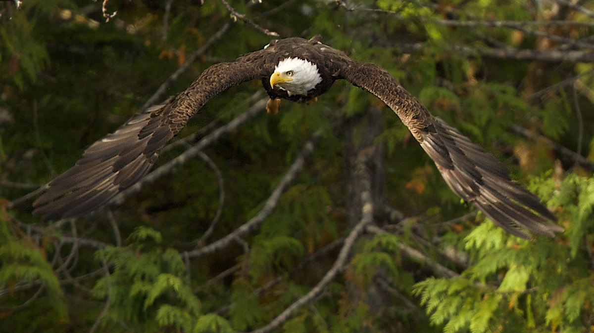 Bald Eagle in flight