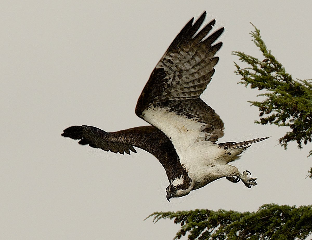 Osprey in flight