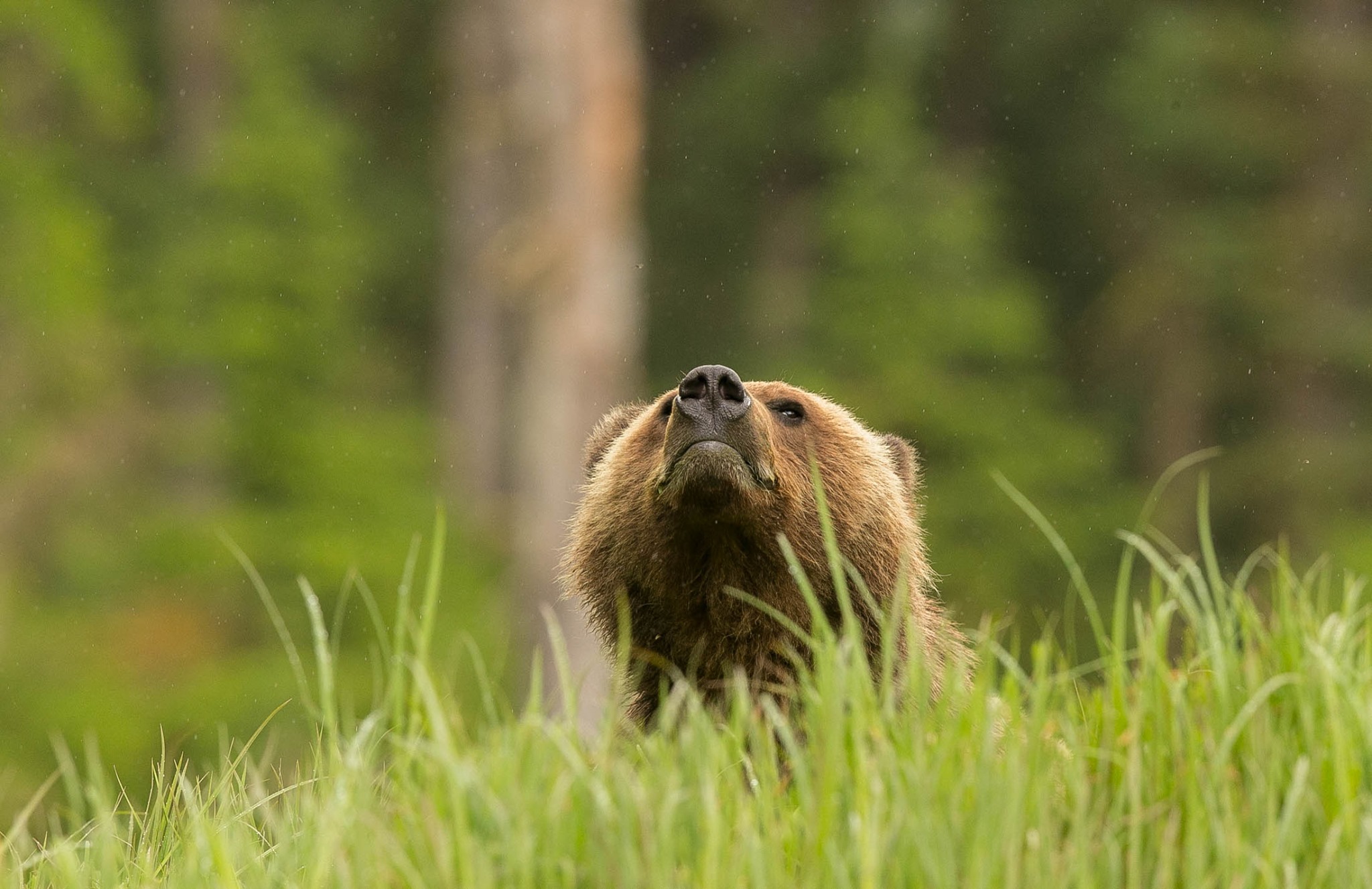 Grizzly Bear smelling the air