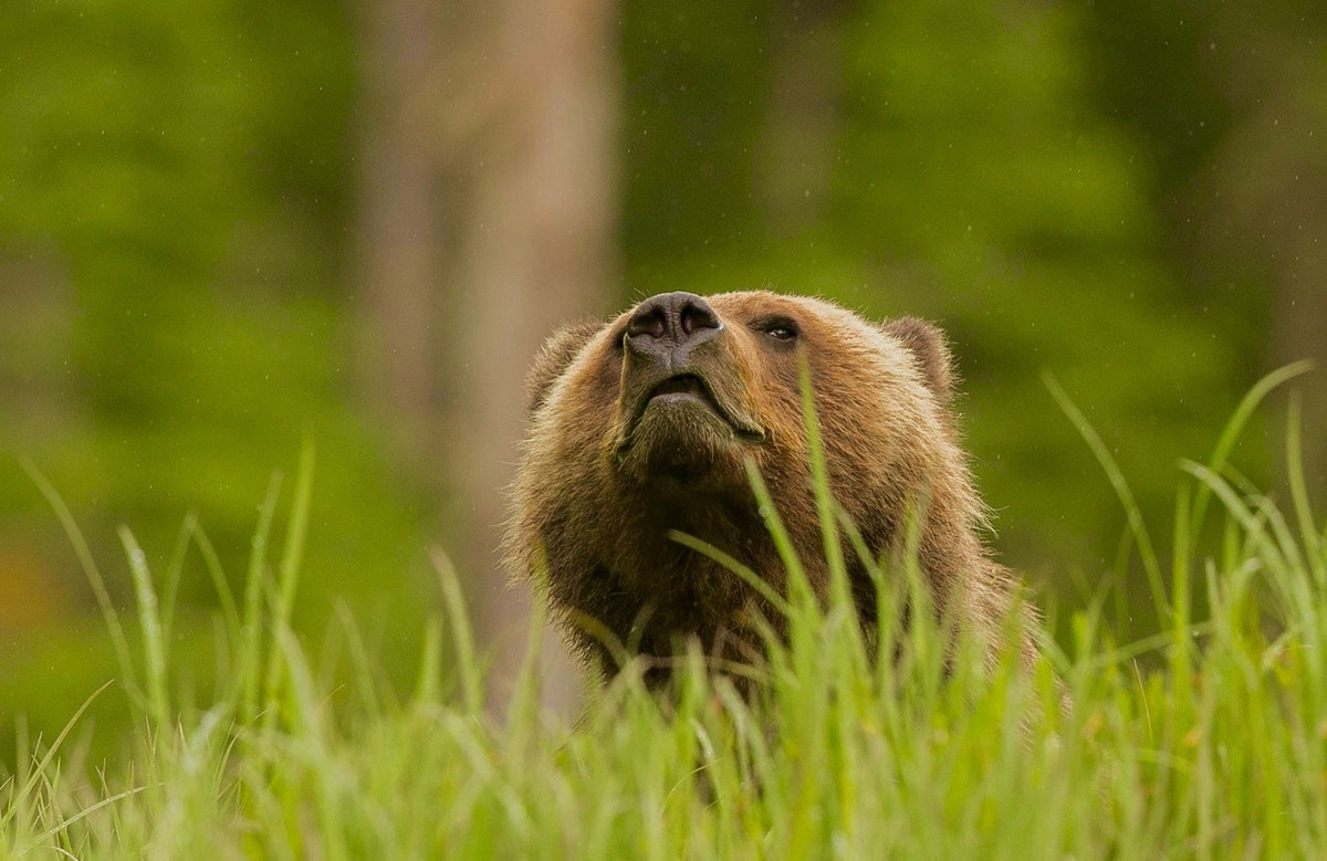 Grizzly Bear sniffing the air