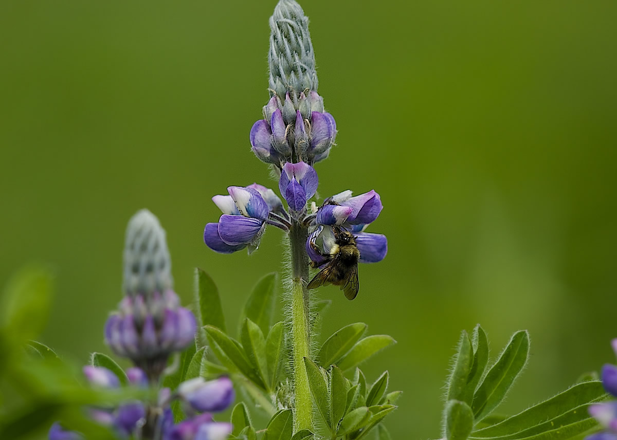 Lupins with Bee