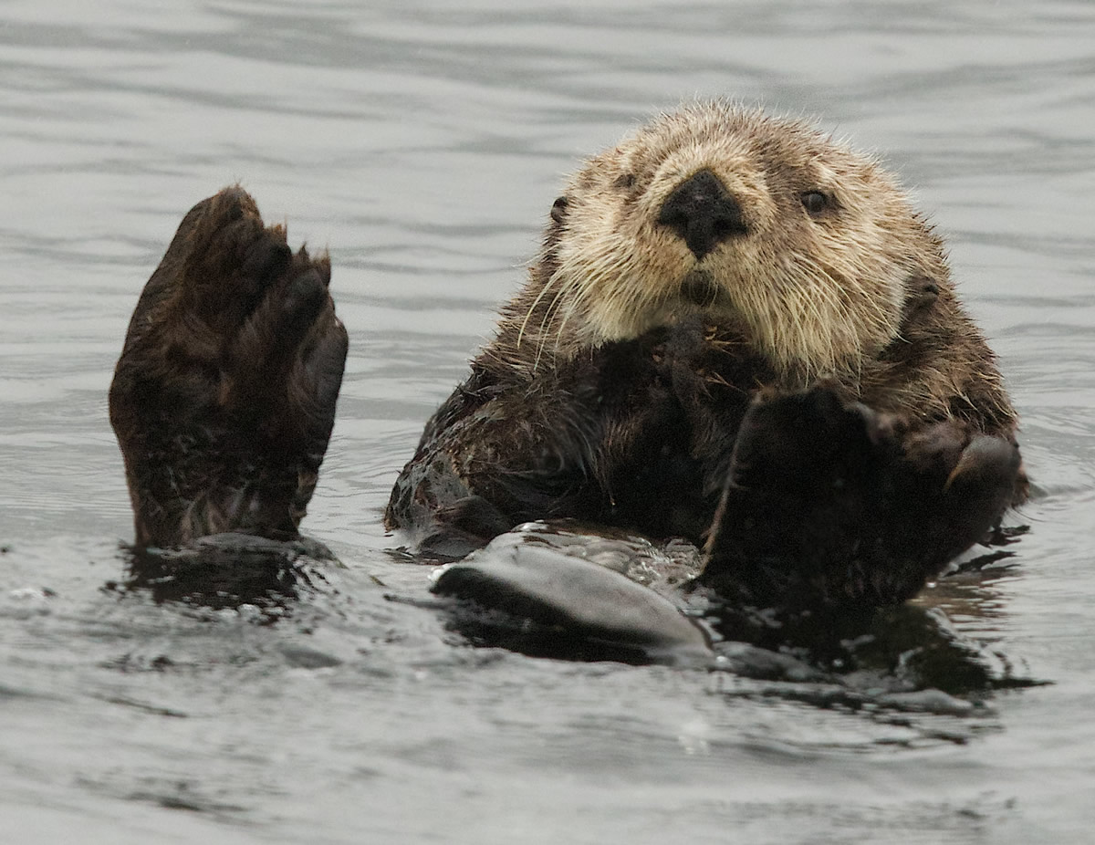 Sea Otter grooming