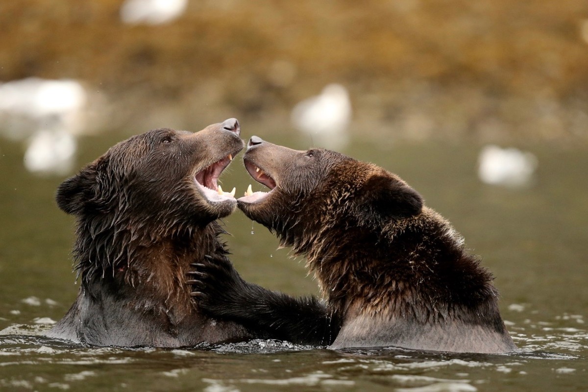 Bear friends playing in the river