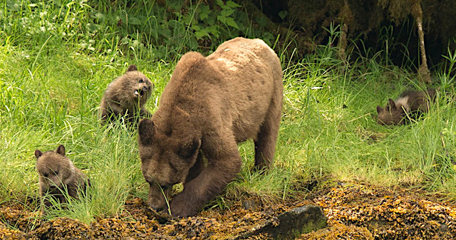 Learning how to eat Sedge grass