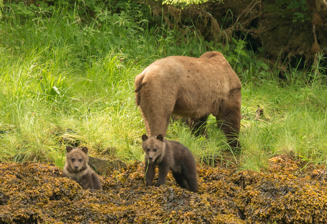 Grizzly Bears taking time out to play