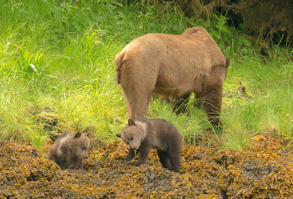 Learning to eat sedge grass