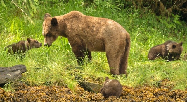 A tender moment between mama and her cub