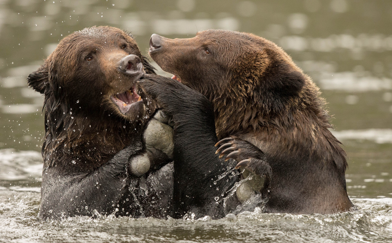 Grizzly bear friends still wrestling in the river