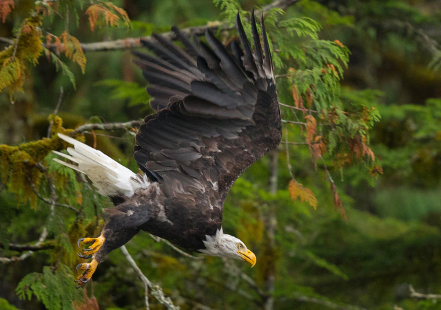 Bald Eagle taking off