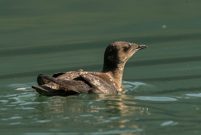 Red listed Marbled Murrelet in breeding plumage