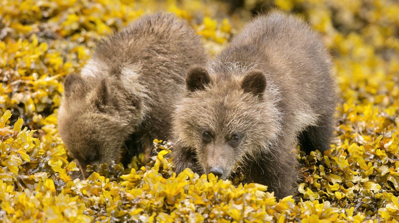 Grizzly Bear