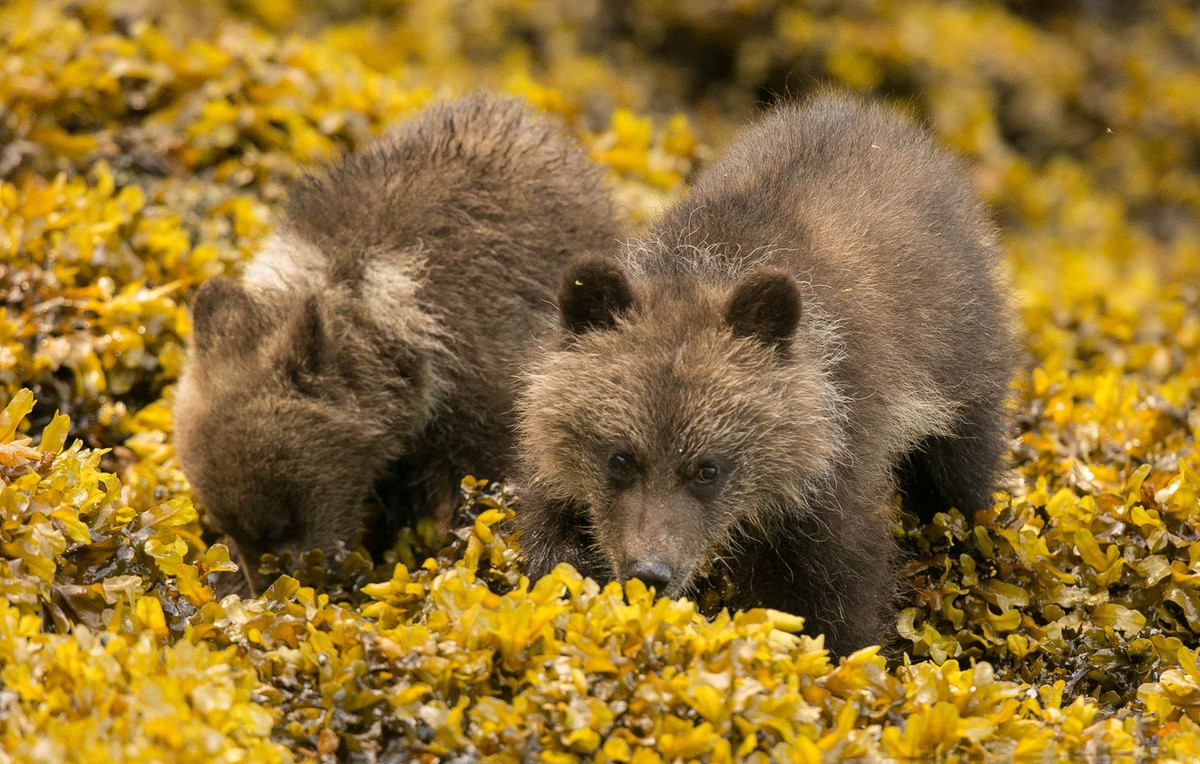 Tiny Grizzly cubs learning to forage at low tide