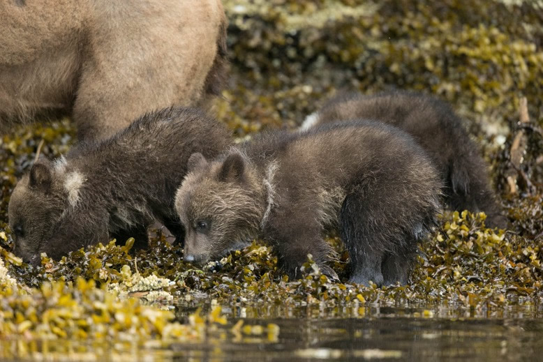 Grizzly Bears eating barnacles