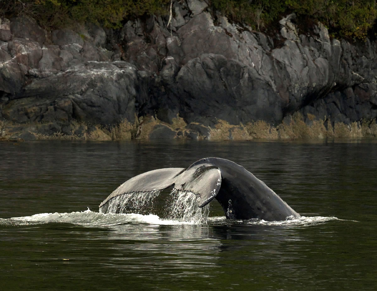 Humpback Whale Tail