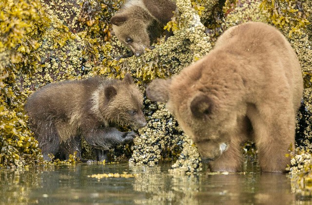 Learning what to eat at low tide by watching their mama