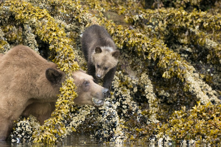 Grizzly Bears eating barnacles