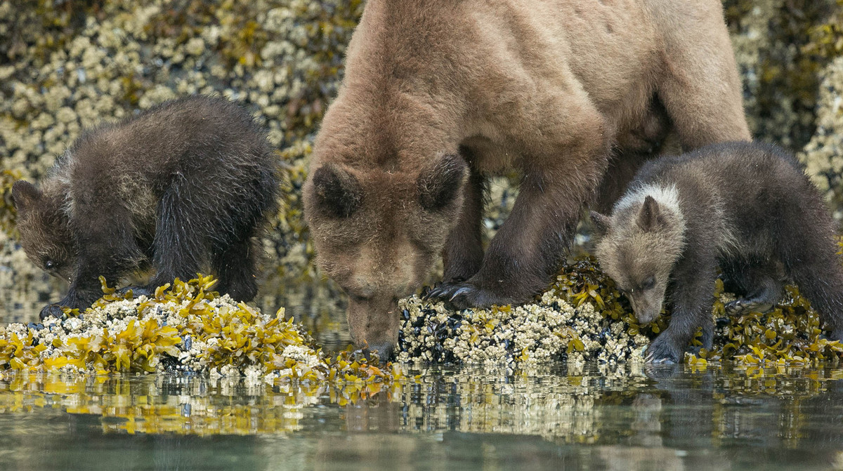 Mama Grizzly teaching cubs how to eat barnacles