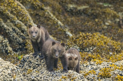 Grizzly Bears eating barnacles