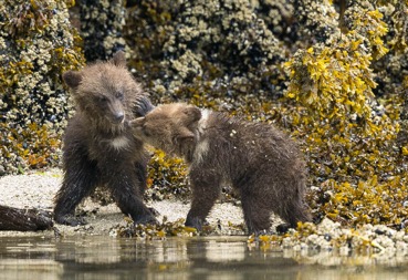 Grizzly Bear cubs playing at the beach