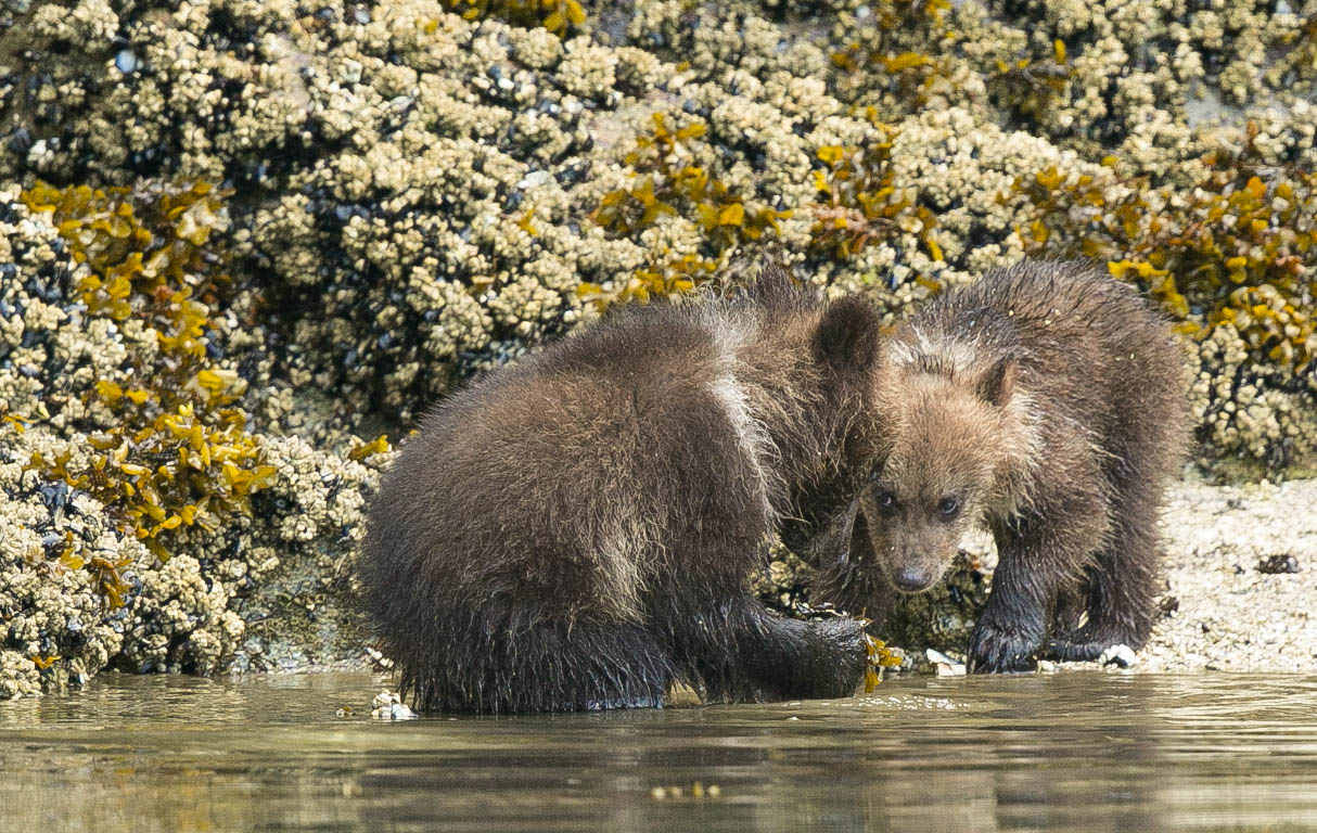 Grizzly Bear cubs eating barnacles