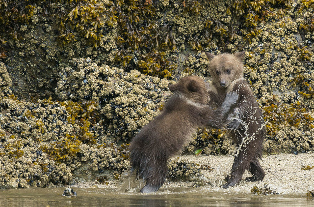 Grizzly Bear cubs playing at the beach