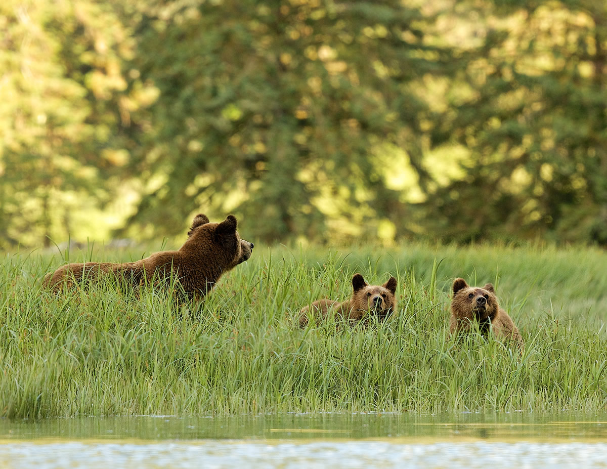 Grizzly Mum and cubs at sunset in the Great Bear Rainforest