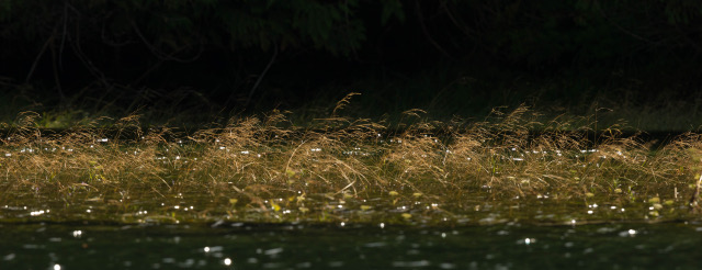 Golden Grasses