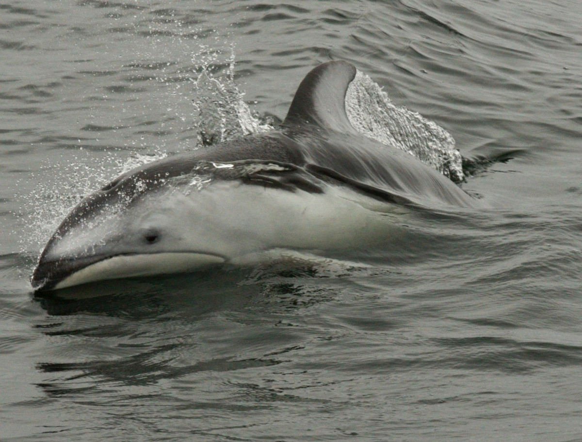 Pacific White Sided Dolphin riding ship's bow wave
