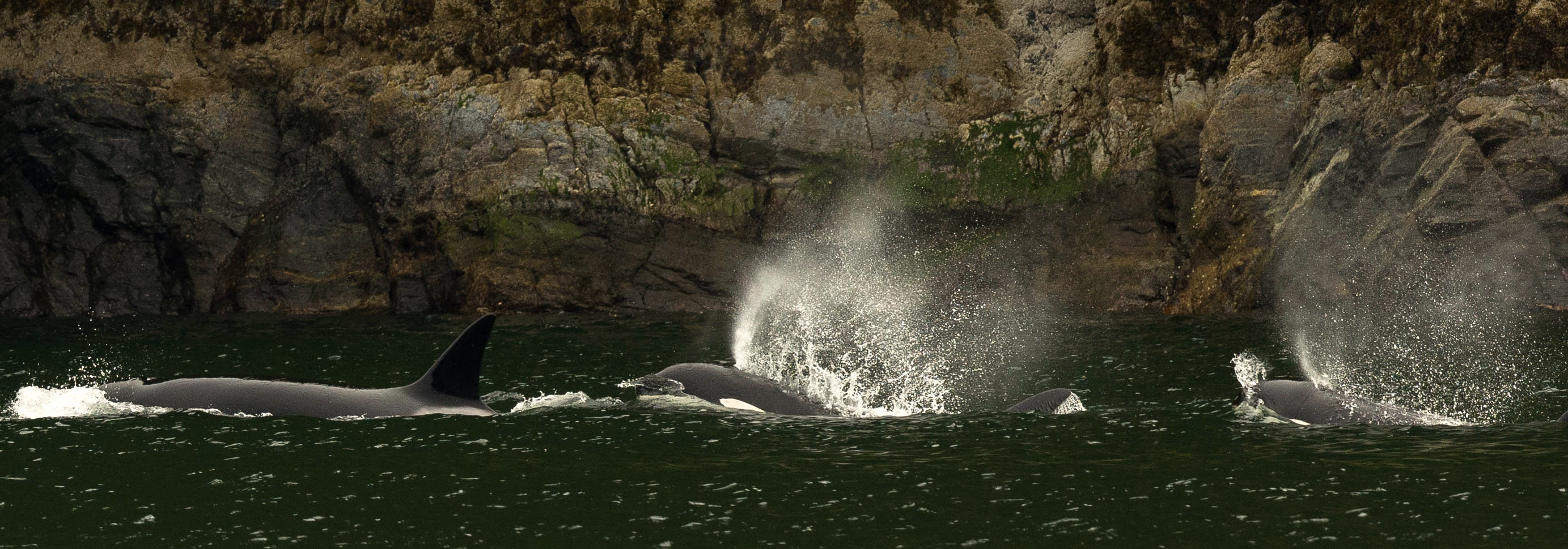 Orca patrolling rocks for marine mammals
