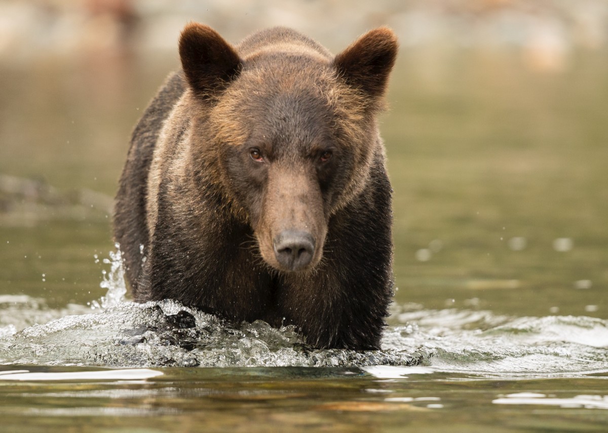 Grizzly Bear fishing