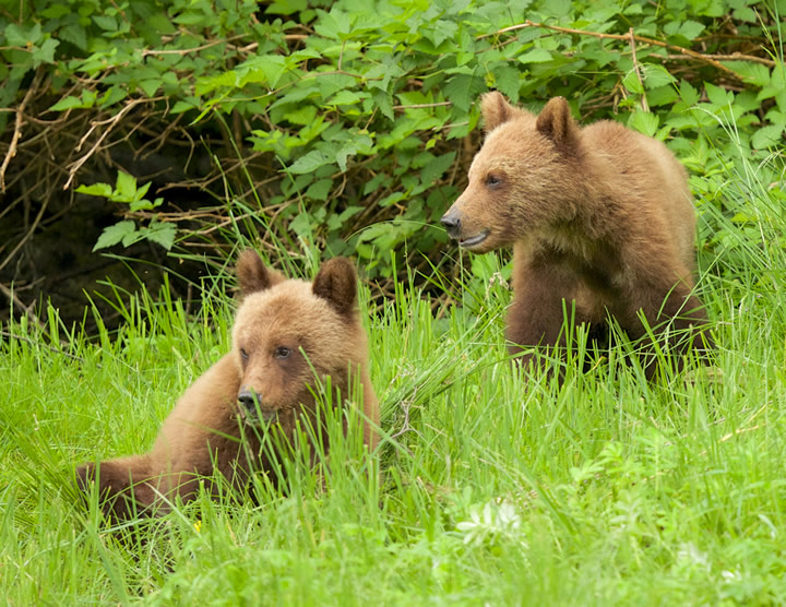Two young Grizzly Bears