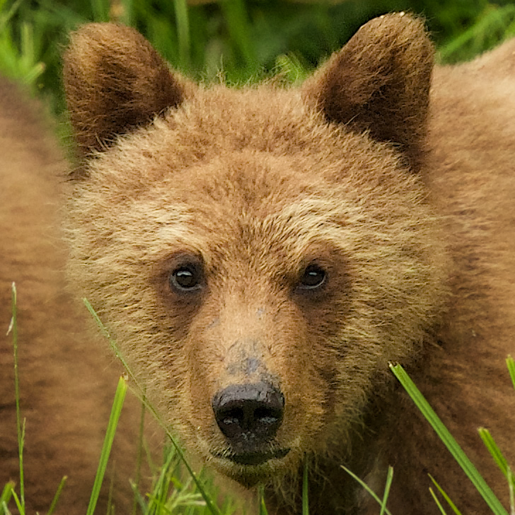 Grizzly Bear Mum & spring cub