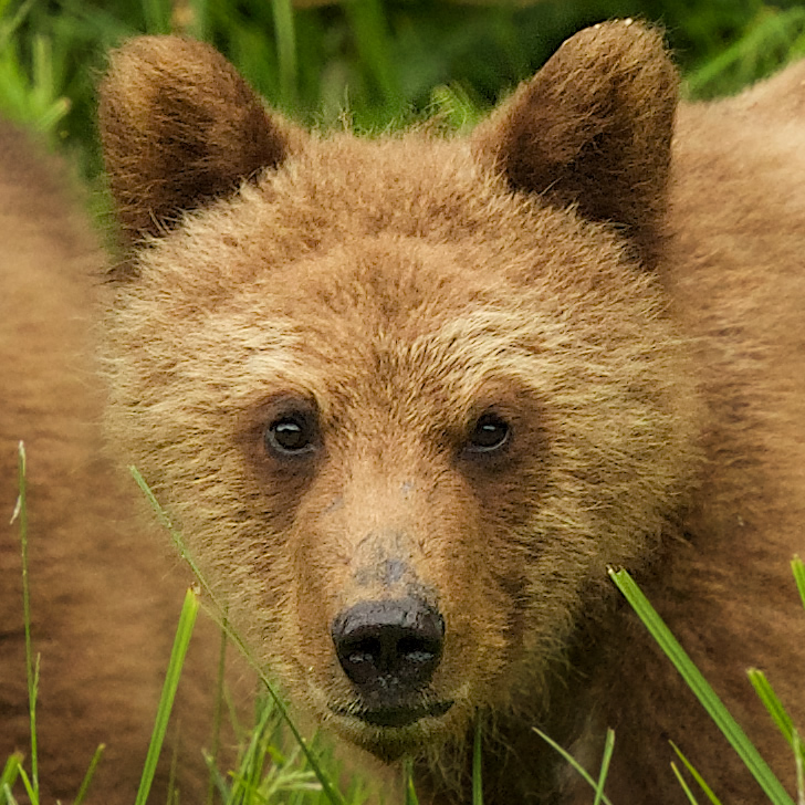 Young Female Grizzly Bear