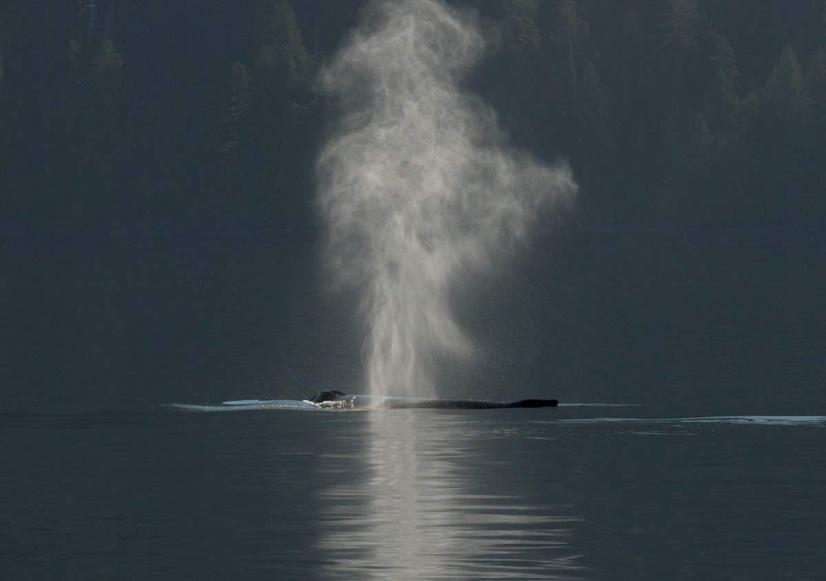 Humpback whale surfacing