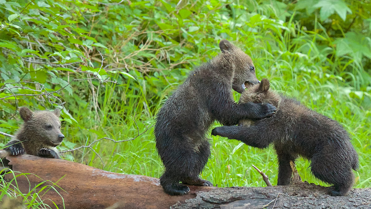 Three Grizzly Cubs wrestling