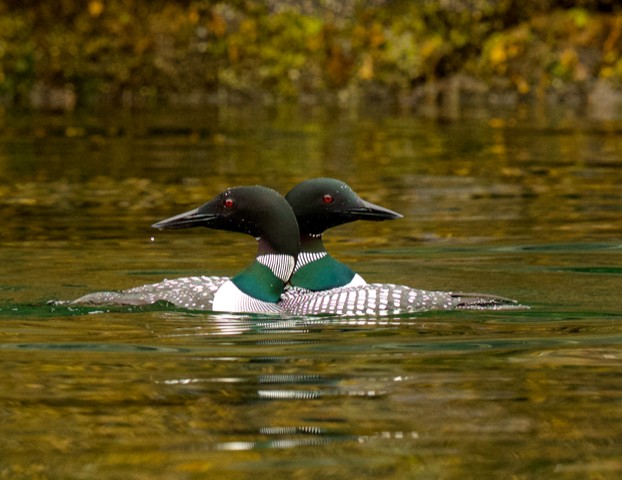 Pair of Common Loons
