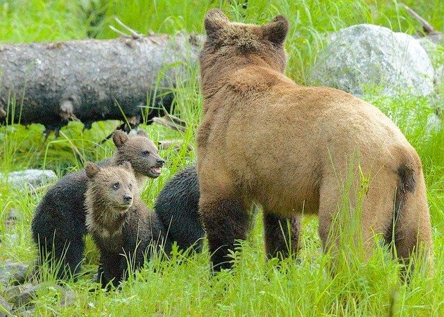 Paying attention to mama when she senses danger