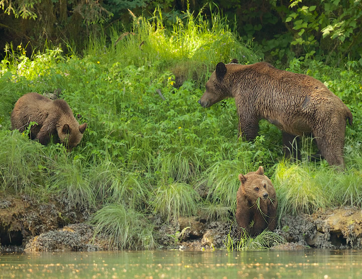 Grizzly Bear mother and Cubs foraging