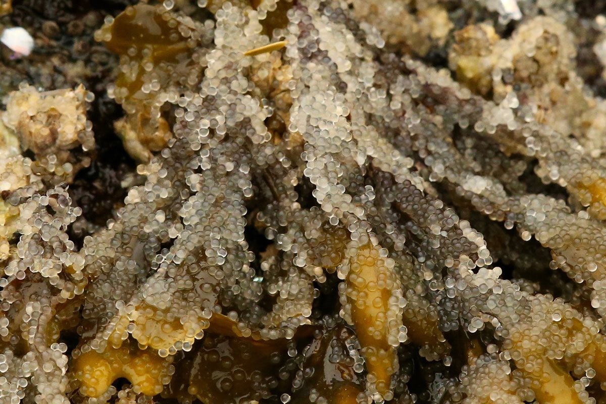 Close-up of Herring Spawn